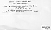 Gymnosporangium gracilens image